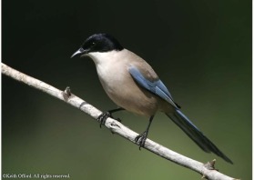 The isolated Iberian Azure-winged magpie population seems a long way from its Asian counterparts