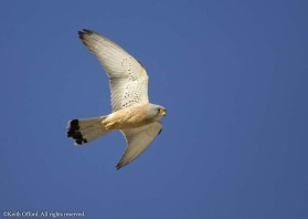 The adult male Lesser Kestrel is almost white on the underwing.