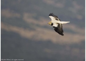 Unlike many other species of vulture, Egyptian Vultures are highly migratory.