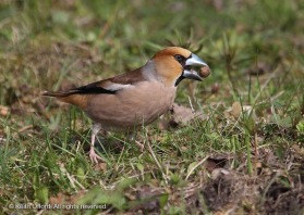 Hawfinches are capable of astonishing feats of strength, quite capable of cracking open cherry stones.