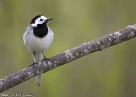 the Estonian population of White Wagtail migrates south in the winter unlike it's more sedentary southern European counterparts.