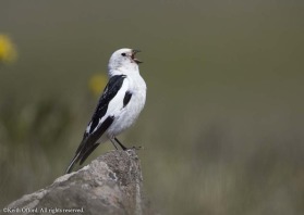 In Iceland, the cheery song of Snow Buntings can often be heard fropm old lava flows which they seem to like as a nesting area but they are equally at home singing from corners of roofs.