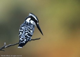 One of the few kingfishers which can hover for prolonged periods, the Pied Kingfisher is found throughout both Africa and Asia