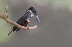 giant-kingfisher-gambia-200.jpg