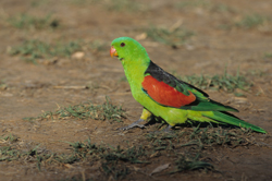 red-winged-parrot-kimberley.jpg