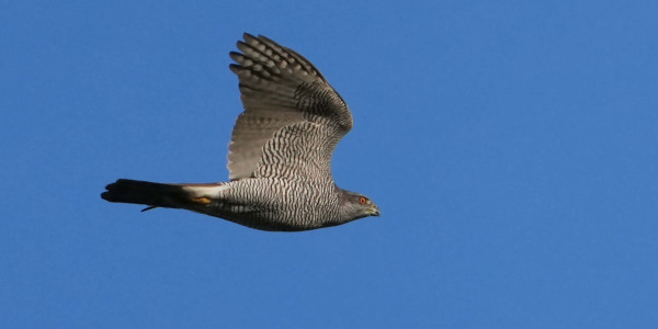 Goshawk time