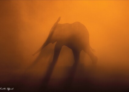 African Elephant Sunset
