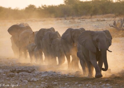 African Elephants 1