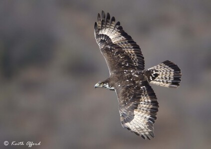 African Hawk-eagle