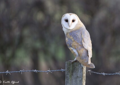 Barn Owl