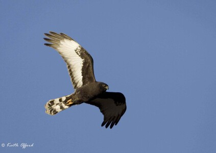Black Harrier