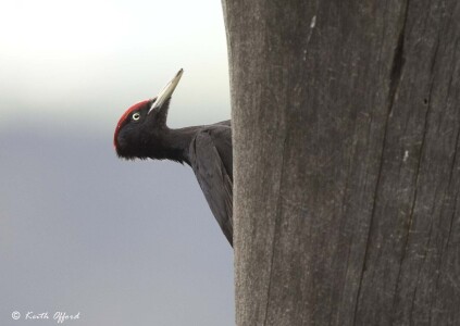 Black Woodpecker