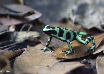 Black and Green Poison Dart Frog
