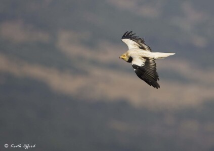 Egyptian Vulture