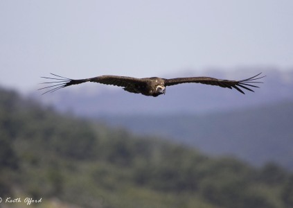 European Black Vulture