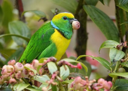 Golden-browed Chlorophonia
