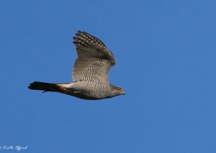 Goshawk female 1