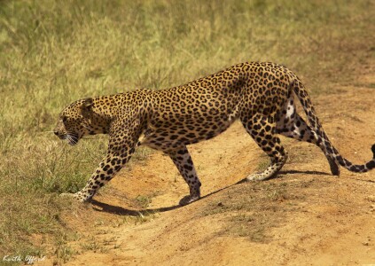 Leopard, Sri Lanla