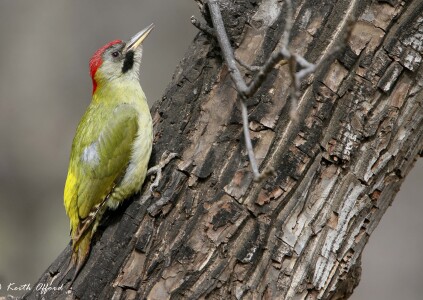 Levaillant's Woodpecker