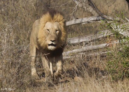 Lion male emerging from bush