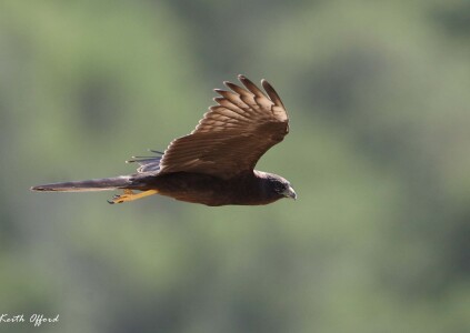 Montagu's Harrier dark morph