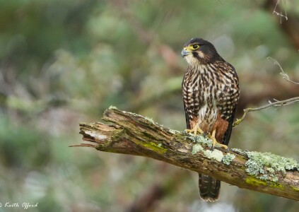 New Zealand Falcon 1