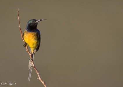Orange-breasted Sunbird