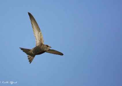 Pallid Swift