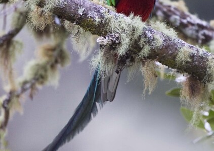 Resplendent Quetzal