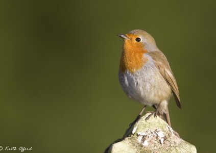 Robin