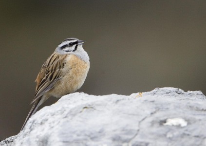 Rock Bunting