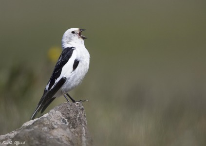 Snow Bunting