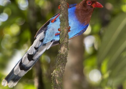 Sri Lanka Blue Magpie