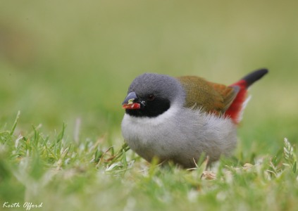 Swee Waxbill