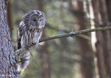 Ural Owl