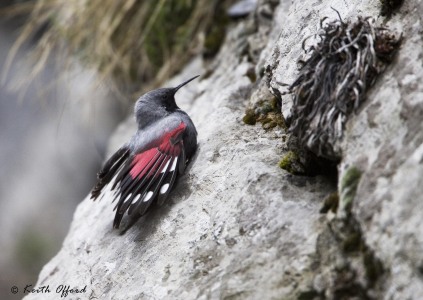 Wallcreeper