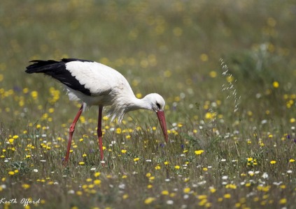 White Stork