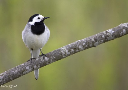 White Wagtail