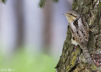 Wryneck