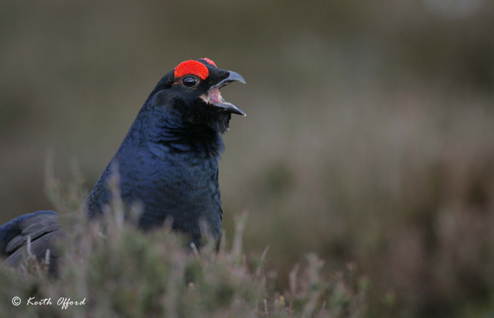 Wildlife through the Camera