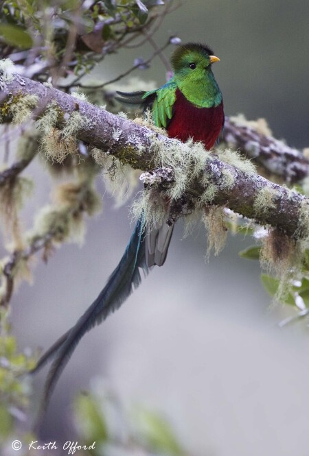 Paradise of the Neotropics