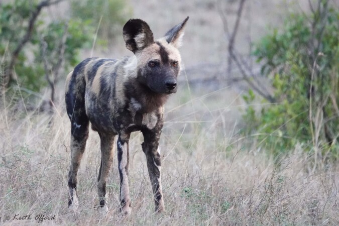 From Kruger to the Highveld