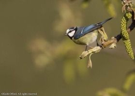 Blue Tit - the N.African race of Blue Tit has a darker top to the head than the UK counterpart.