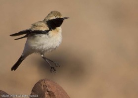 if you are a wheatear enthusiast then Morocco is a good country to visit, with 8 species to be seen. They are all different in their own way and are one of the most appealing of all bird families. This Desert Wheatear was displaying at the time of the pho