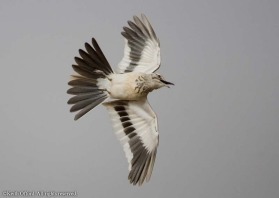 the flambuoyant aerial loop of the Hoopoe Lark is one of the more spectacular of all bird display routines.