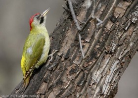 the difference between Levaillant's and Green Woodpecker is quite subtle and the lack of black around the eye is a good sign. Also Levaillan'ts is confined to North Africa and this has helped justify the separation.