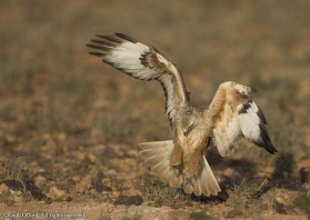 the semi-desert plains of southern Morocco is good hunting ground for Long-legged Buzzards (N. African race) which target gerbils amongst other prey items. This one was landing at the time of the shot.