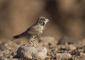 easily overlooked on the gravel plains of Southern Morocco, the Thick-billed lark has one of the heaviest bills, designed for dealing with larger seeds.