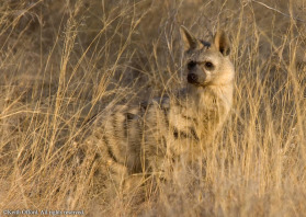 This animal is extremely nocturnal so this was an incredibly lucky sighting.