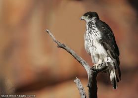 African Hawk-eagles hunt in pairs, taking prey such as mammals, francolins and even guinea-fowl.